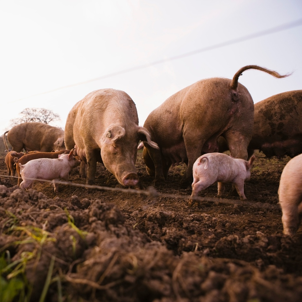 penergetic t Tiere