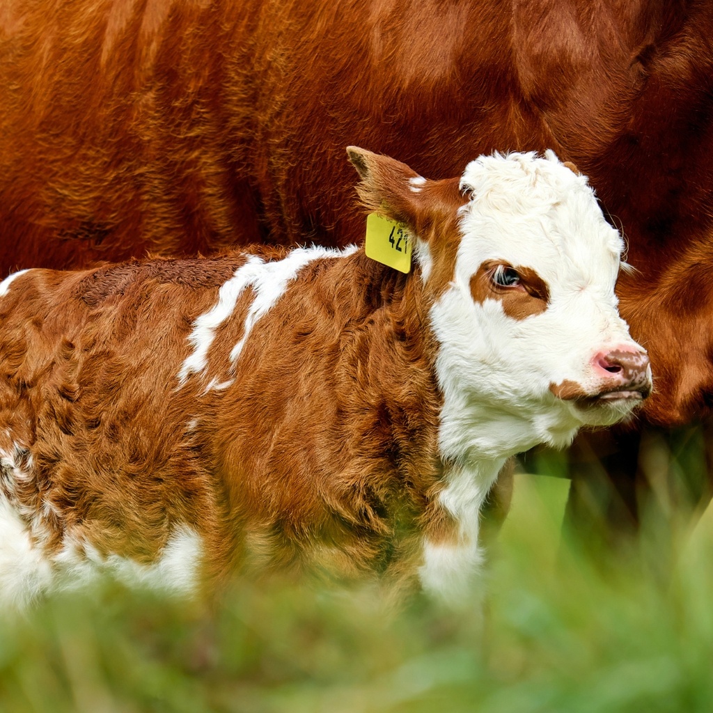 penergetic t Tiere