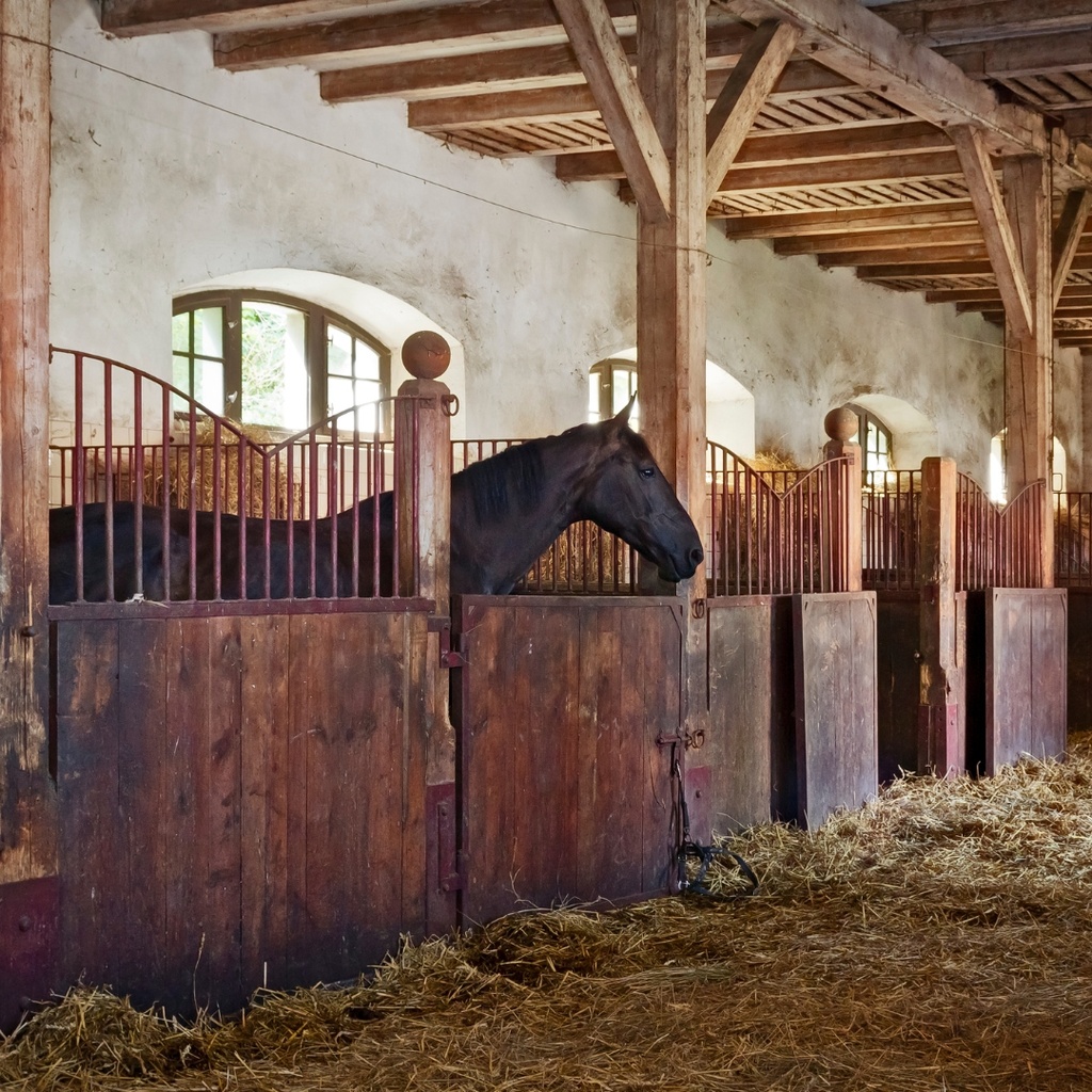 penergetic t Tiere